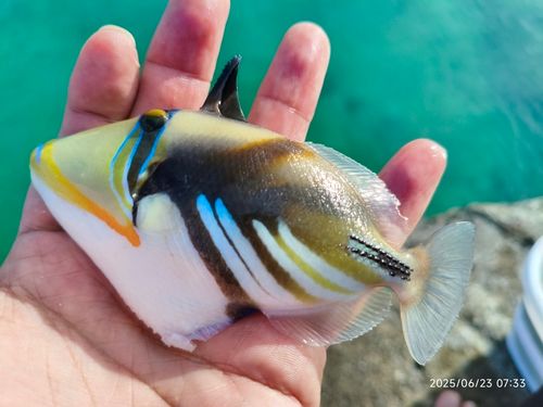 ムラサメモンガラの釣果