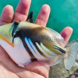 ムラサメモンガラ