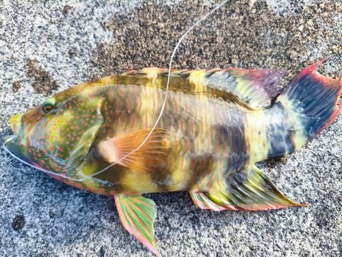 ヒロサーの釣果