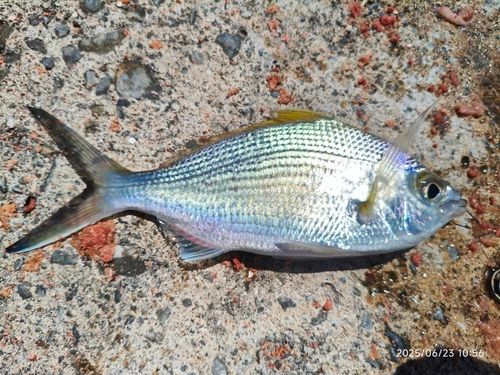 ツッパリサギの釣果