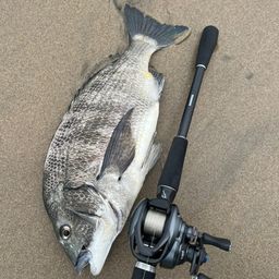 クロダイ