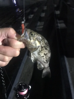クロソイの釣果