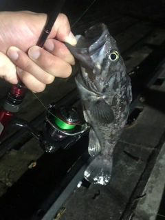 クロソイの釣果