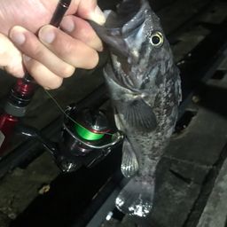 クロソイ