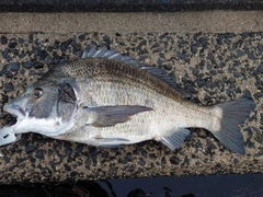 クロダイの釣果