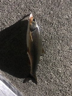 ウグイの釣果