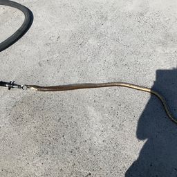 ダイナンウミヘビ