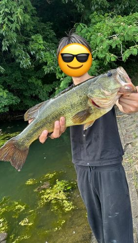 ブラックバスの釣果