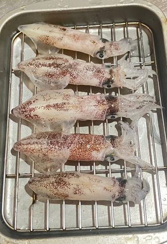 マメイカの釣果