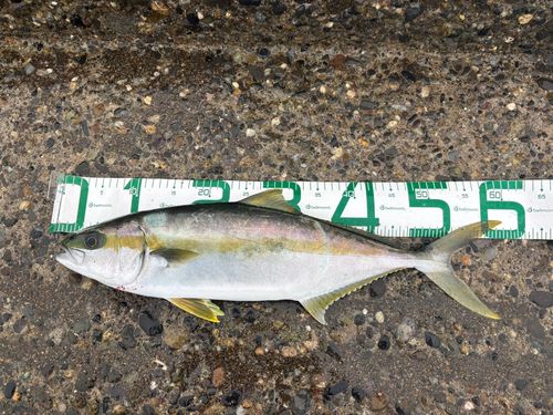 ヒラマサの釣果