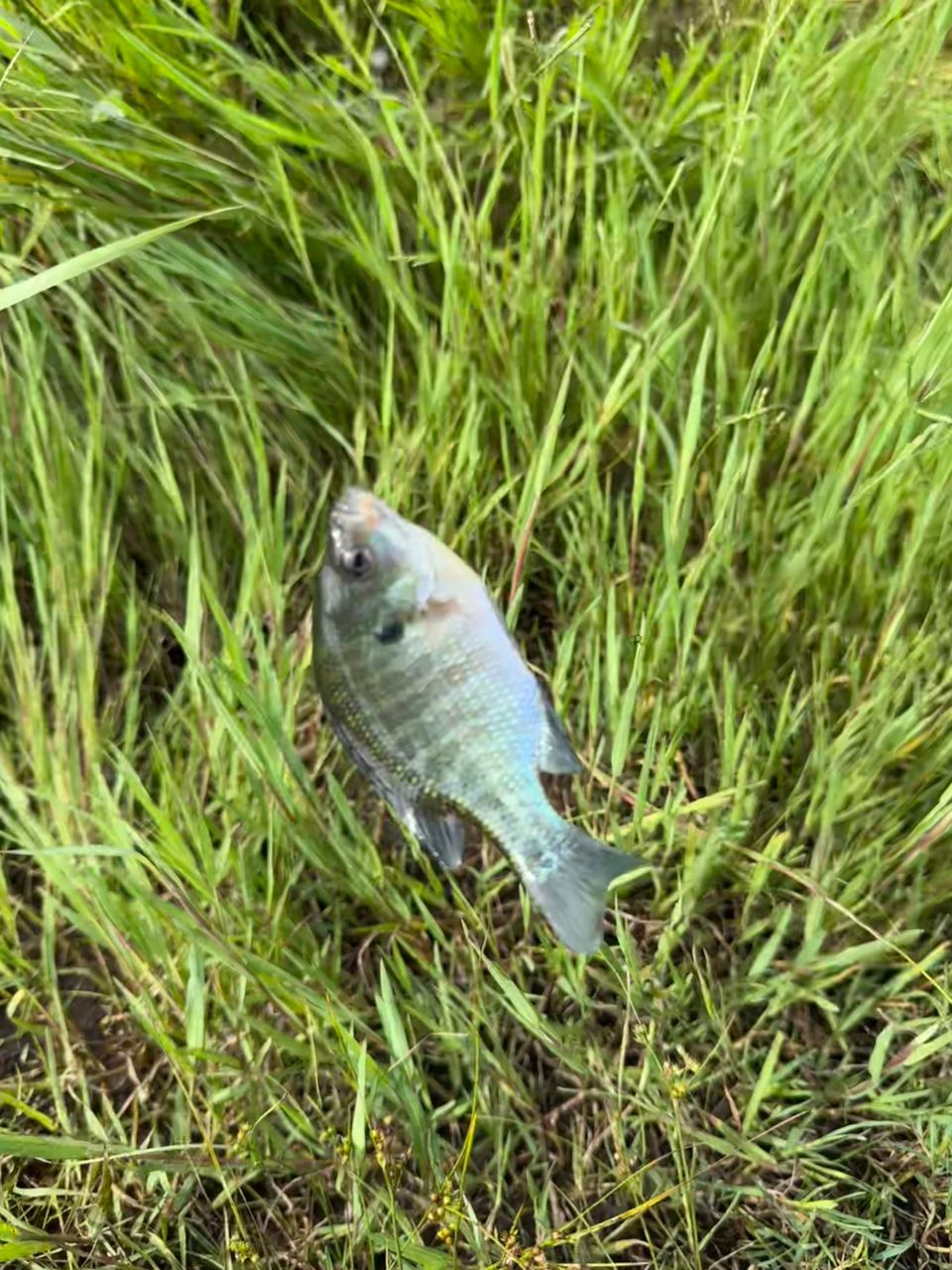 テナガエビ