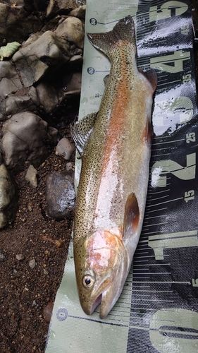 ニジマスの釣果