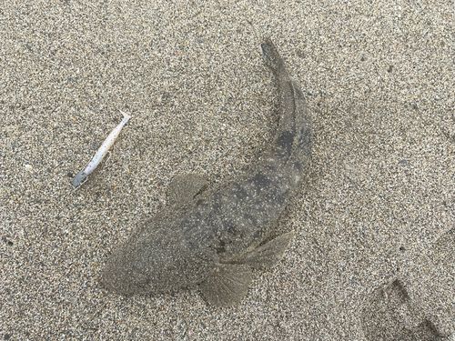 マゴチの釣果