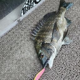 クロダイ