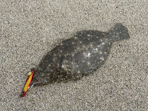 ソゲの釣果