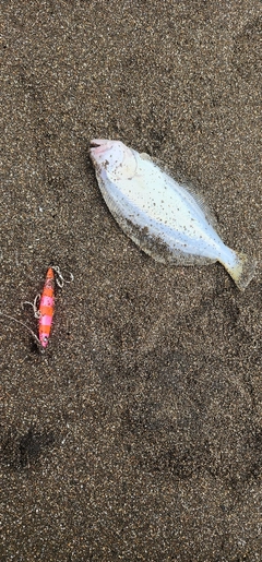 ヒラメの釣果
