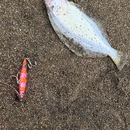 ヒラメ
