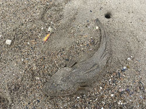 マゴチの釣果