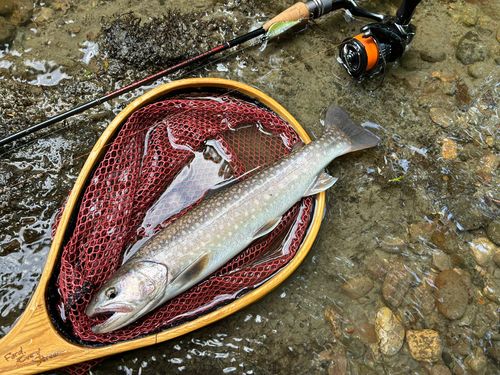イワナの釣果