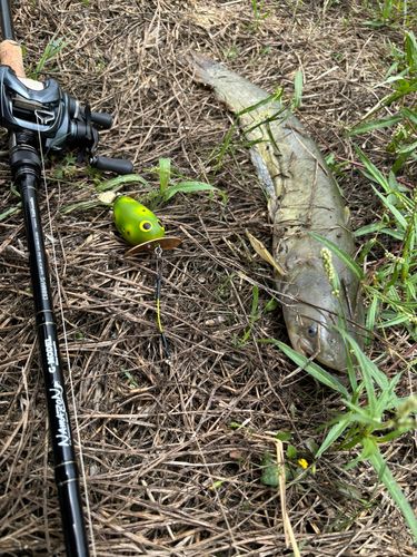 ナマズの釣果