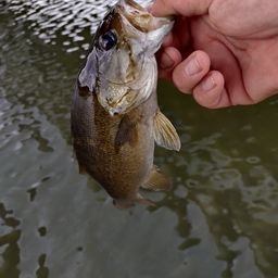 スモールマウスバス