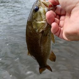 スモールマウスバス