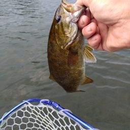 スモールマウスバス