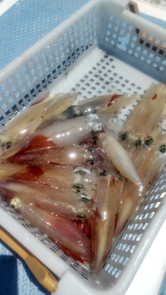 マルイカの釣果