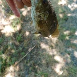 スモールマウスバス