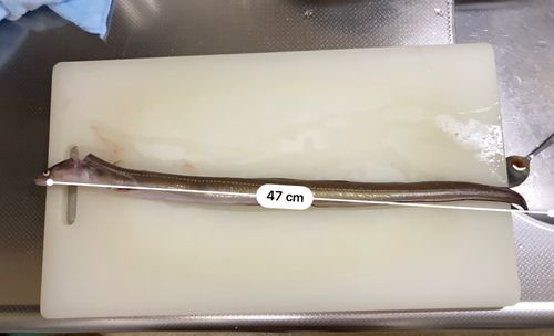 アナゴの釣果