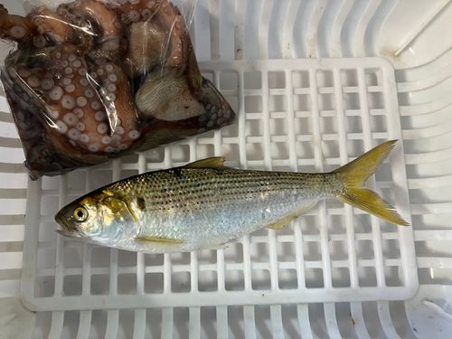 釣果