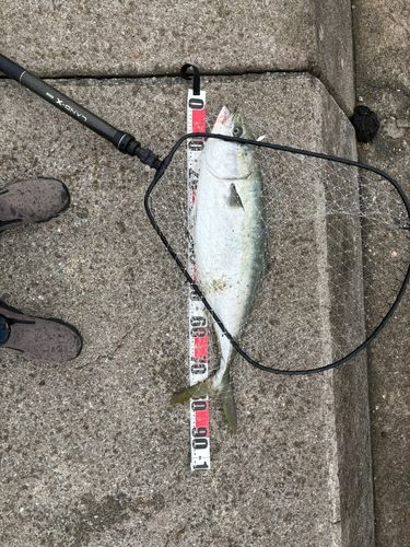 ブリの釣果