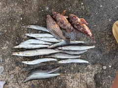 カマスの釣果