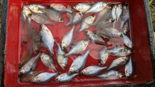 タイリクバラタナゴの釣果