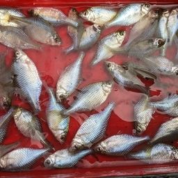タイリクバラタナゴ