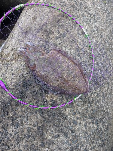 モンゴウイカの釣果