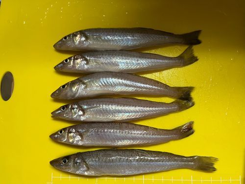 シロギスの釣果