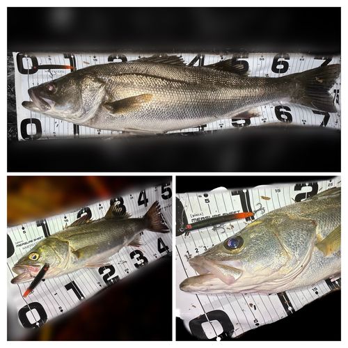 シーバスの釣果
