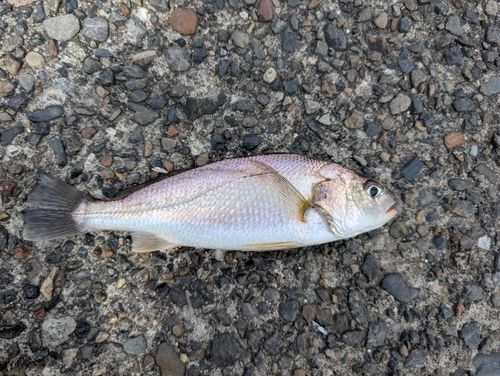 イシモチの釣果