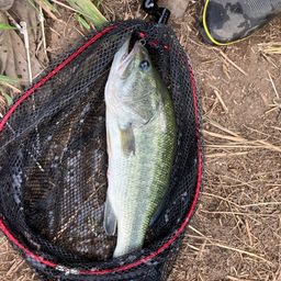 ラージマウスバス