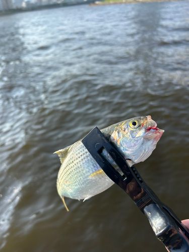コノシロの釣果