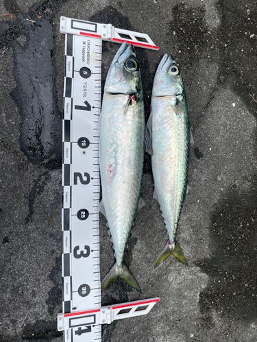 マサバの釣果