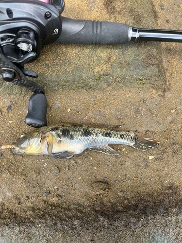 ウロハゼの釣果