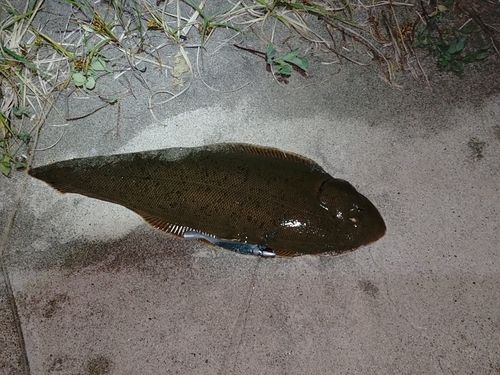 シタビラメの釣果