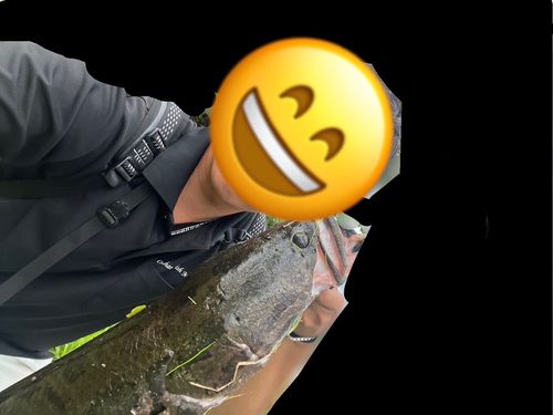 ライギョの釣果