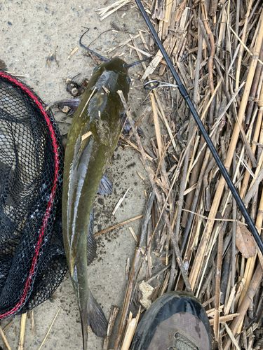 ナマズの釣果