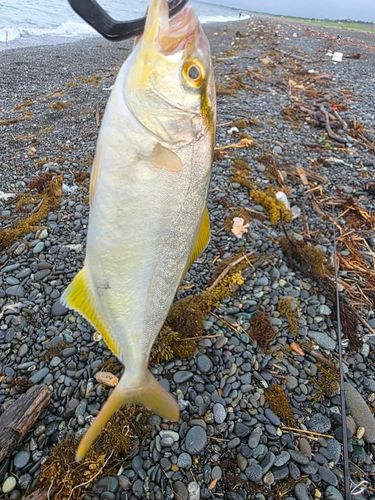 ショゴの釣果