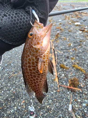 オオモンハタの釣果