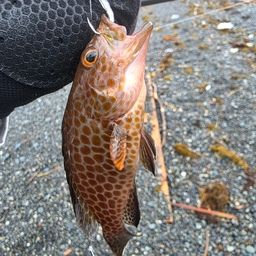 オオモンハタ