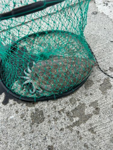 モンゴウイカの釣果